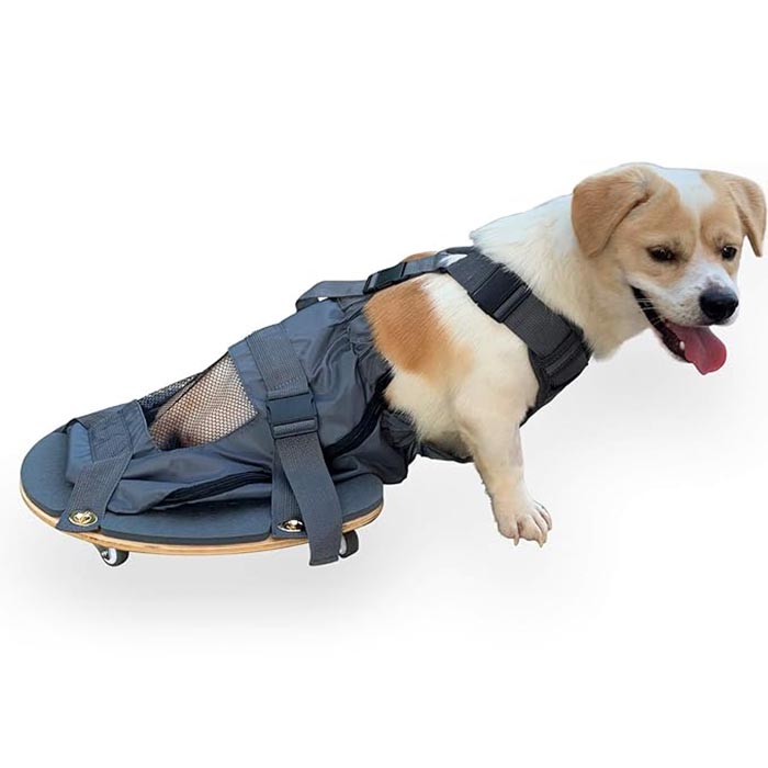 PET LIMB PALALISIS SCOOTER - เครื่องมือสำคัญสำหรับเจ้าของสัตว์เลี้ยง